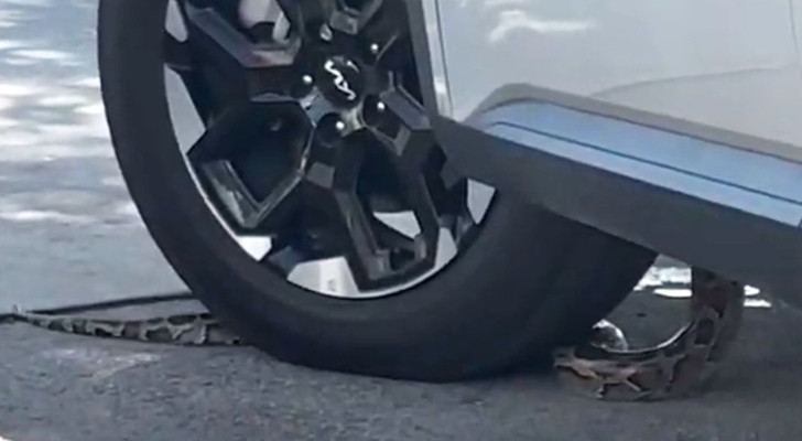 لحظة مرعبة لثعبان يتسلل إلى شخص ينتظر في سيارته! (فيديو)