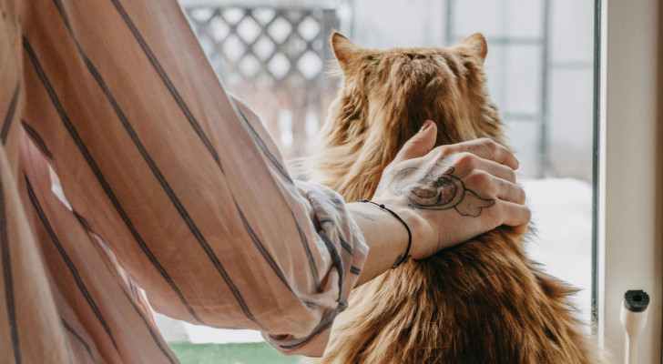 غرامة بقيمة 1400 دولار لفرنسية لأن قطتها تزور الجيران باستمرار!