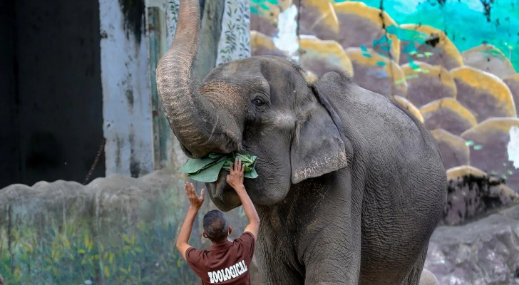 فاجعة في إندونيسيا.. فيل يدهس طفلة أثناء هروب أسرتها من قطيع هائج!