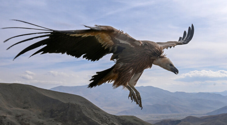 صائدون يلتقطون طيرا نادرا في جيرود السورية بـ 60 ألف دولار!