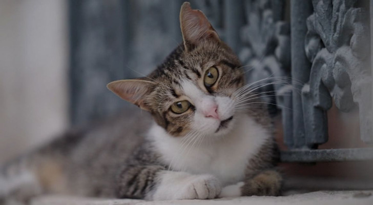 "أسرع مما نتوقع!".. يوتيوبر يشرح كيف ترى القطط البشر وتسمعهم