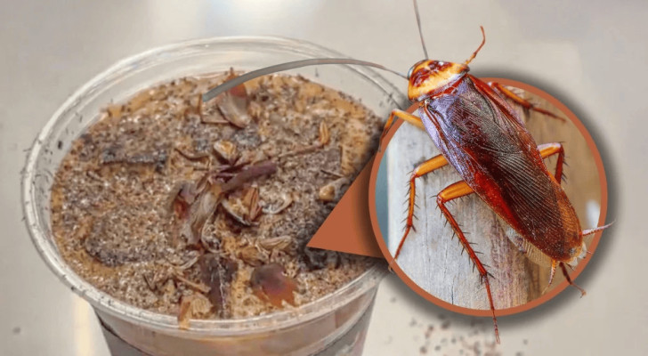 "قهوة الصراصير والنمل" تشعل الجدل في الصين.. نكهة غريبة تجذب الشباب في بكين!