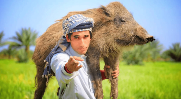 الخنازير تغزو بلدة عراقية والأمن يتدخل!