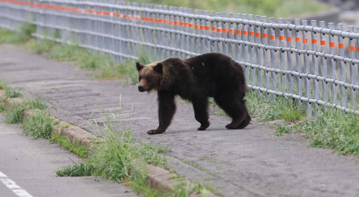 ساعة ذكية تكشف الرعب الأخير لمتنزه ياباني سحبه دب إلى الغابة وقتله!