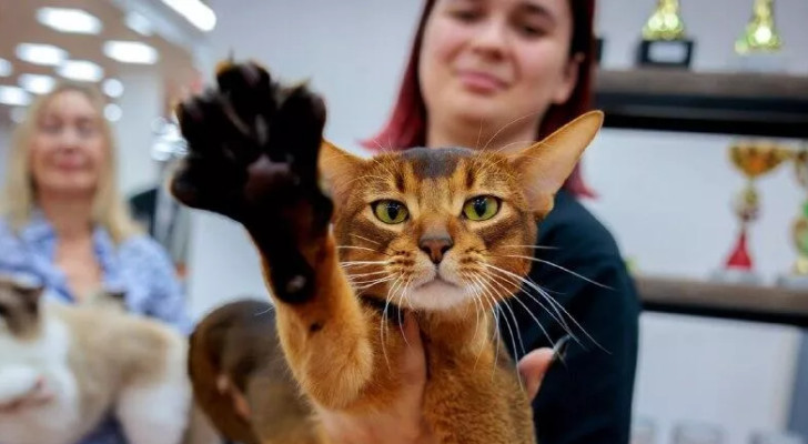 هذه القطة الروسية هي أجمل قطة في العالم لعام 2025