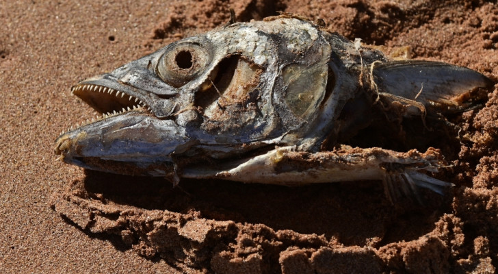 مراهق مصاب بمتلازمة "رائحة السمك" يكشف المعاناة اليومية مع مرض نادر بلا علاج