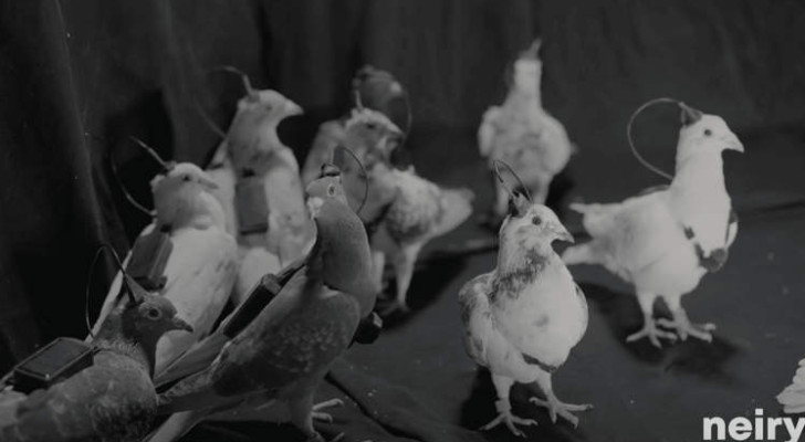 شركة روسية تزعم تحويل الحمام إلى طائرات مسيرة عبر زرع شرائح دماغية