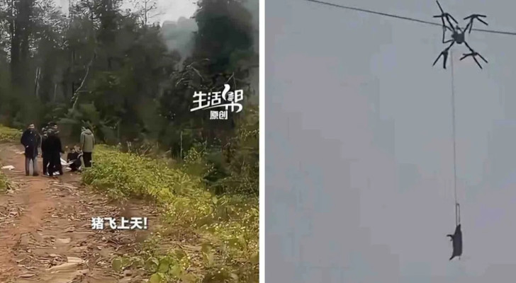 خنزير طائر يقطع الكهرباء عن قرية صينية بأكملها!