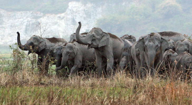 مأساة مروعة في الهند: قطيع أفيال هائج يدهس أسرة كاملة بينهم رضيع عمره 3 أشهر!