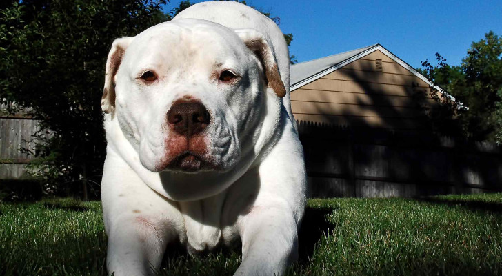 كلب العائلة يهاجم رضيعا أثناء تغيير حفاضه ويصيب والدته بجروح خطيرة!