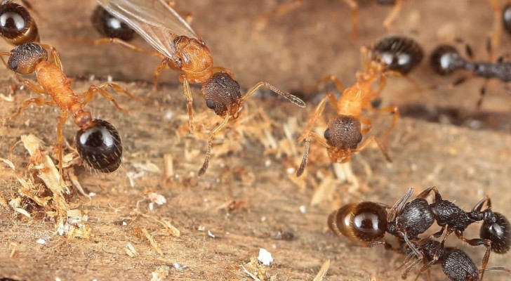 نوع نادر من النمل يتكون من ملكات فقط… ويتكاثر بلا ذكور أو عاملات!