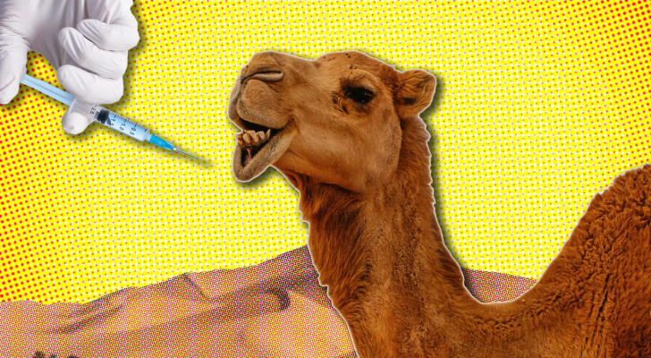 استبعاد 20 جملا من منافسات "جمال الإبل" بسلطنة عمان بسبب البوتوكس!