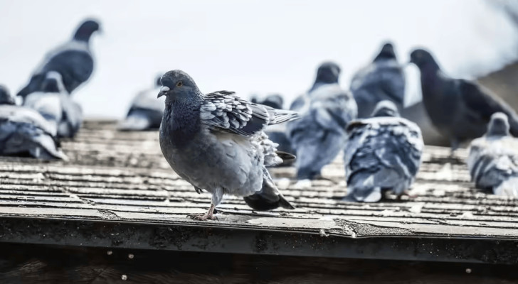 عاد إلى شقته بعد 3 سنوات فوجدها "مدينة حمام".. قصة غريبة تشعل مواقع التواصل