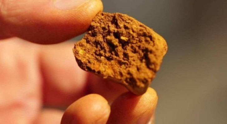 أغلى من الذهب.. حصوات مرارة الأبقار تتحول إلى كنز نادر في الأسواق العالمية!