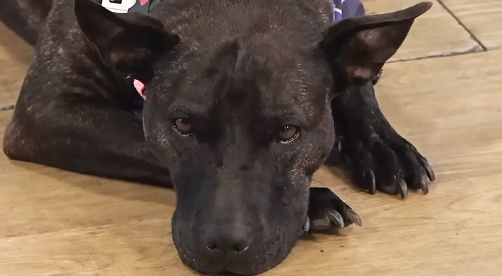 مستعينا بـ ChatGPT.. رجل يساعد في ابتكار لقاح لكلبته المصابة بالسرطان!