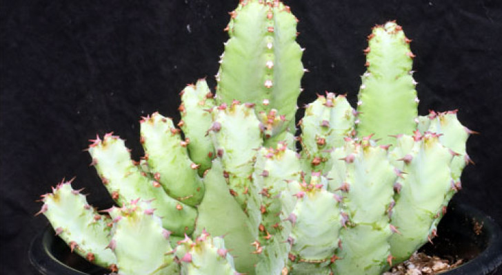 أقوى من ألف فلفل حار: نبات بسيط يحتوي على أخطر مادة لاذعة في العالم!