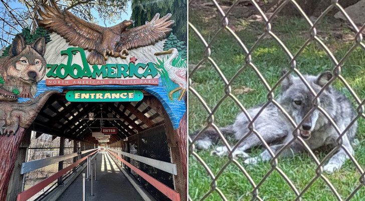 حادثة مروعة في حديقة حيوان أمريكية: ذئب يطبق على يد طفل وسط غفلة والديه