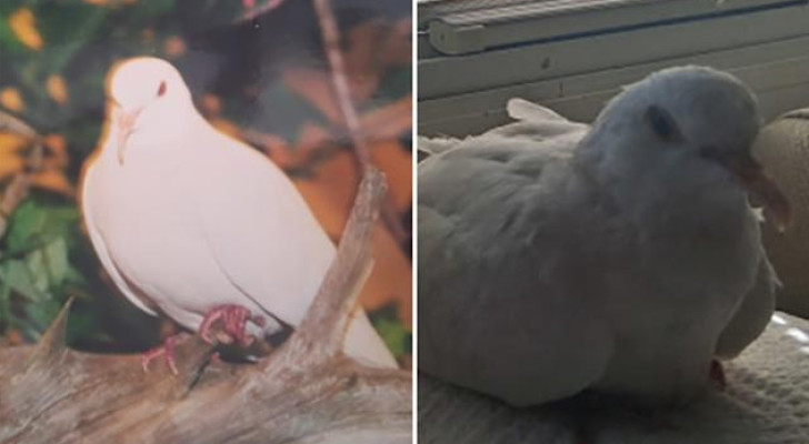 "سكر".. أكبر حمامة في العالم وقصة وفاء تتجاوز حدود الزمن!