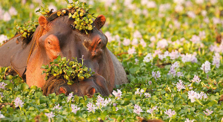 هجوم مباغت من وحيد قرن ينهي حياة ناشط ظل يحميه!