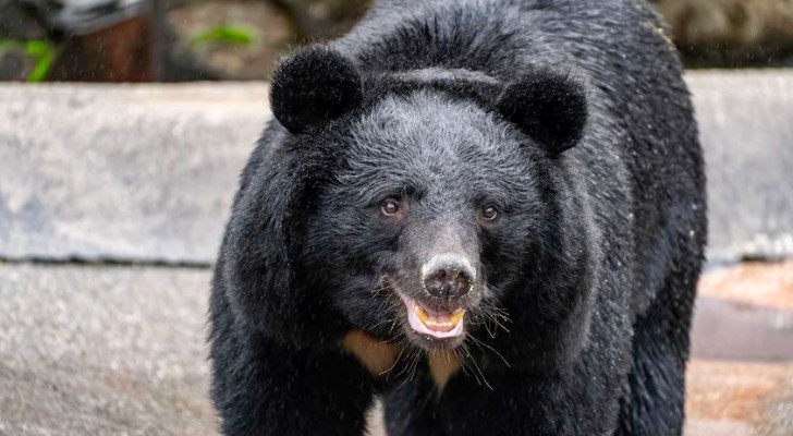 مدينة يابانية تعلق الدراسة في 94 مدرسة بسبب دب