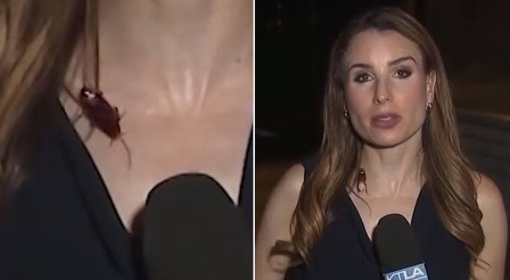 ثبات انفعالي مرعب.. صرصور ضخم يتجول على جسد مذيعة أمريكية أثناء بث مباشر
