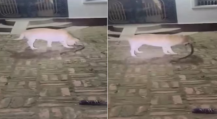 كلب أليف يفدي عائلة بحياته وينقذها من ثعبان سام (فيديو)