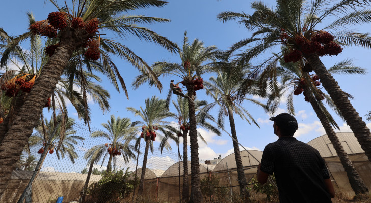 ثمار الأرض أقوى من الألم.. مزارعو غزة يواصلون الحصاد